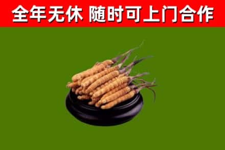 任城回收冬虫夏草