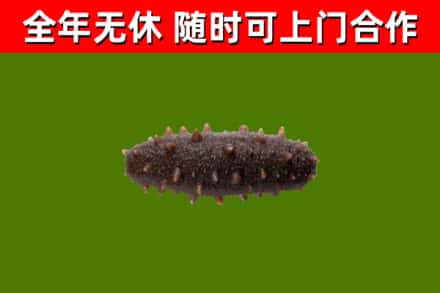 任城回收海参干
